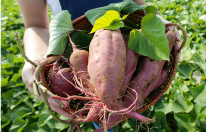 Just harvested some tasty sweet potatoes!