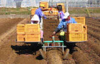 We're at work collecting the potatoes.