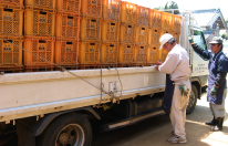 This was collected from a farm. These cartons are full of sweet potatoes.