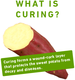 what's curing?